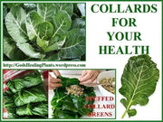 Georgia Southern collard  Vegetable Seeds, - Caribbean garden seed