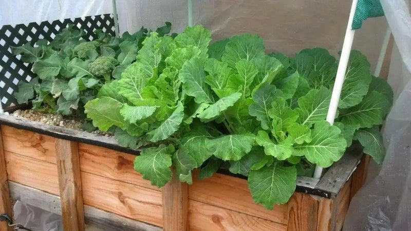 Georgia Southern collard  Vegetable Seeds, - Caribbean garden seed