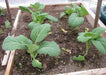 Georgia Southern collard  Vegetable Seeds, - Caribbean garden seed