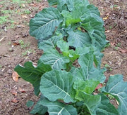 Georgia Southern collard  Vegetable Seeds, - Caribbean garden seed