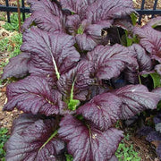 Garnet Giant Mustard Seeds- Asian Vegetable - Caribbean garden seed