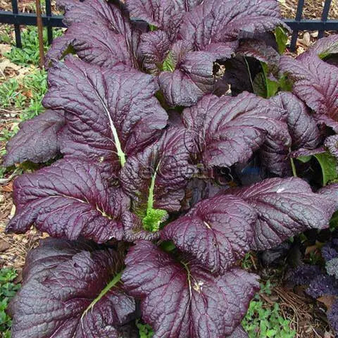 Garnet Giant Mustard Seeds- Asian Vegetable - Caribbean garden seed