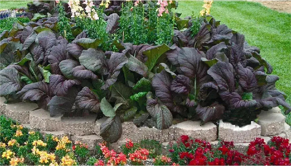 Garnet Giant Mustard Seeds- Asian Vegetable - Caribbean garden seed