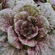 Garnet Giant Mustard Seeds- Asian Vegetable - Caribbean garden seed