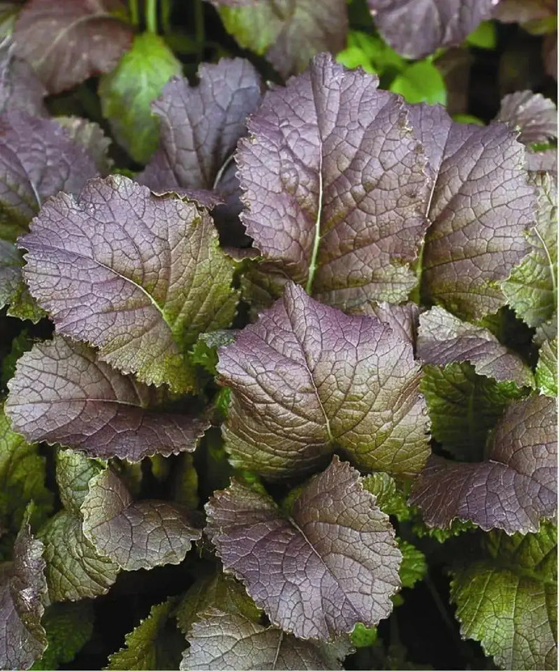 Garnet Giant Mustard Seeds- Asian Vegetable - Caribbean garden seed
