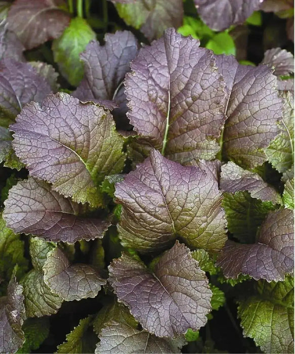 Garnet Giant Mustard Seeds- Asian Vegetable - Caribbean garden seed