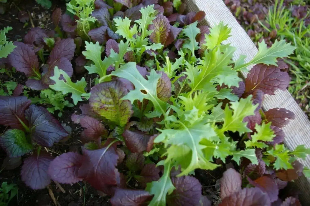 Garnet Giant Mustard Seeds- Asian Vegetable - Caribbean garden seed