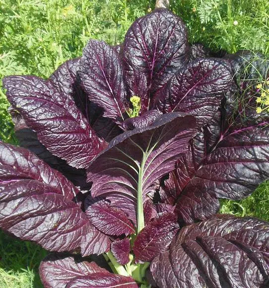 Garnet Giant Mustard Seeds- Asian Vegetable - Caribbean garden seed