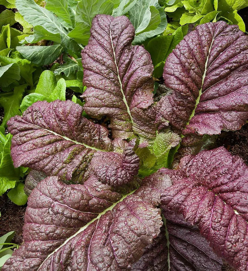 Garnet Giant Mustard Seeds- Asian Vegetable - Caribbean garden seed