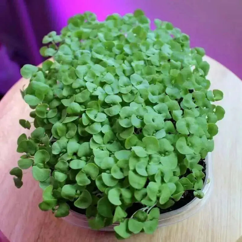 GENOVESE SWEET BASIL ,HERB SEEDS , Ocimum Basilicum - Caribbean garden seed