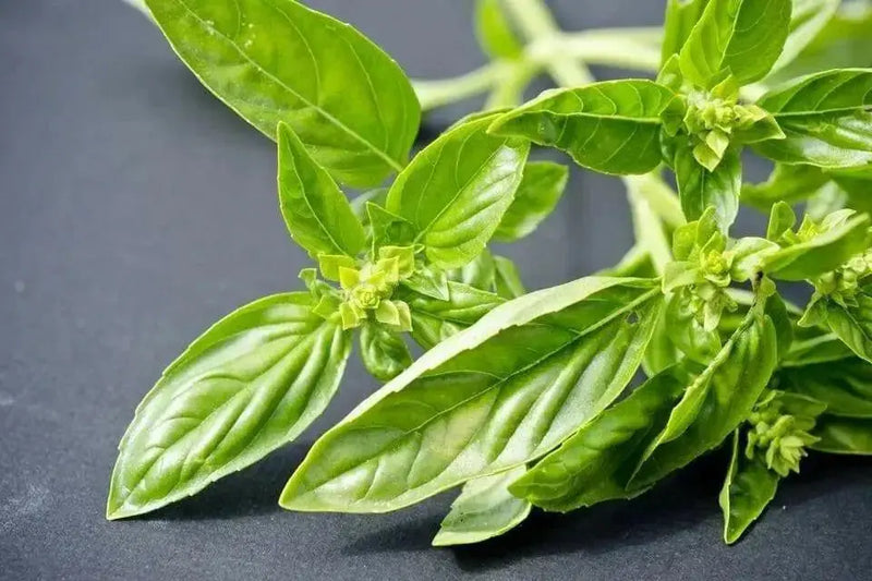 GENOVESE SWEET BASIL ,HERB SEEDS , Ocimum Basilicum - Caribbean garden seed