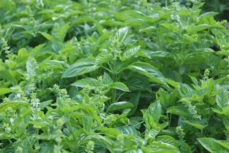 GENOVESE SWEET BASIL ,HERB SEEDS , Ocimum Basilicum - Caribbean garden seed