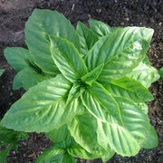 GENOVESE SWEET BASIL ,HERB SEEDS , Ocimum Basilicum - Caribbean garden seed