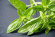 GENOVESE SWEET BASIL ,HERB SEEDS , Ocimum Basilicum - Caribbean garden seed