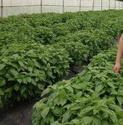 GENOVESE SWEET BASIL ,HERB SEEDS , Ocimum Basilicum - Caribbean garden seed