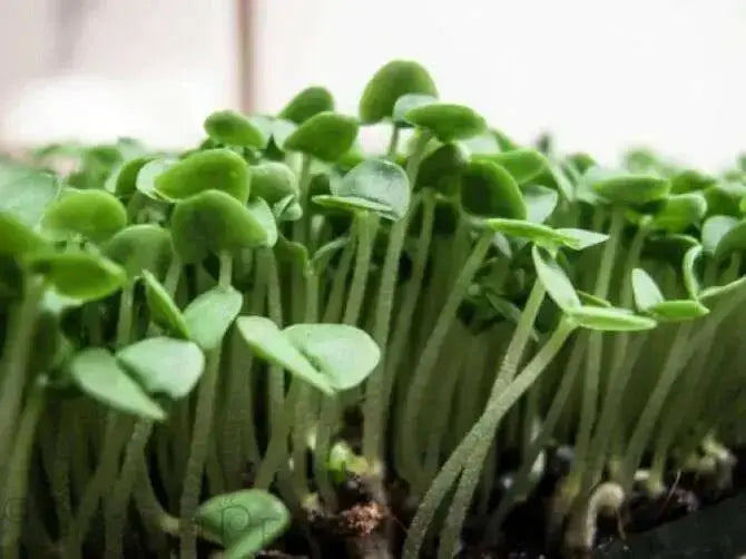 GENOVESE SWEET BASIL ,HERB SEEDS , Ocimum Basilicum - Caribbean garden seed