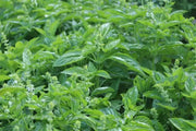 GENOVESE SWEET BASIL ,HERB SEEDS , Ocimum Basilicum - Caribbean garden seed