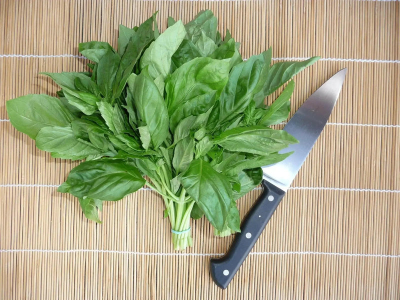 GENOVESE SWEET BASIL ,HERB SEEDS , Ocimum Basilicum - Caribbean garden seed