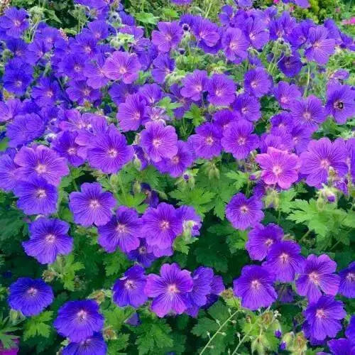 Geranium JOHNSON BLUE (BAREROOT) PERENNIAL flowers vine - Caribbean garden seed