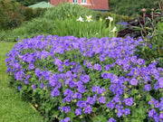 Geranium JOHNSON BLUE (BAREROOT) PERENNIAL flowers vine - Caribbean garden seed