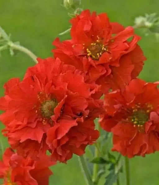 Geum Seeds ,Avens AKA Mrs Bradshaw,BRIGHT RED Perennial flowers seeds - Caribbean garden seed