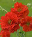 Geum Seeds ,Avens AKA Mrs Bradshaw,BRIGHT RED Perennial flowers seeds - Caribbean garden seed