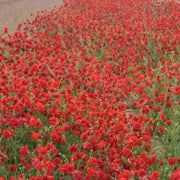 Geum Seeds ,Avens AKA Mrs Bradshaw,BRIGHT RED Perennial flowers seeds - Caribbean garden seed