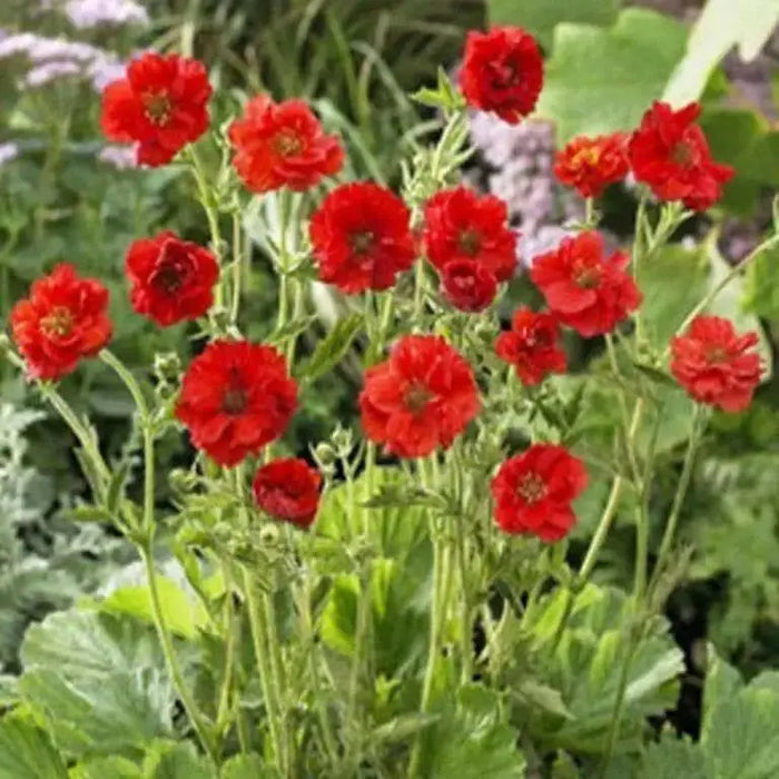 Geum Seeds ,Avens AKA Mrs Bradshaw,BRIGHT RED Perennial flowers seeds - Caribbean garden seed