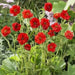 Geum Seeds ,Avens AKA Mrs Bradshaw,BRIGHT RED Perennial flowers seeds - Caribbean garden seed