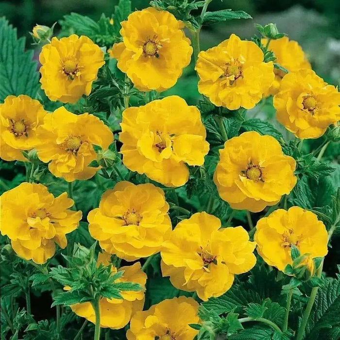 Geum Seeds - Avens Lady Stratheden,BRIGHT Yellow Perennial flowers - Caribbean garden seed