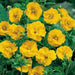 Geum Seeds - Avens Lady Stratheden,BRIGHT Yellow Perennial flowers - Caribbean garden seed