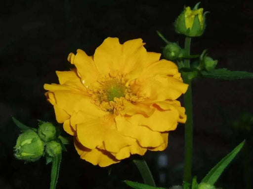 Geum Seeds - Avens Lady Stratheden,BRIGHT Yellow Perennial flowers - Caribbean garden seed