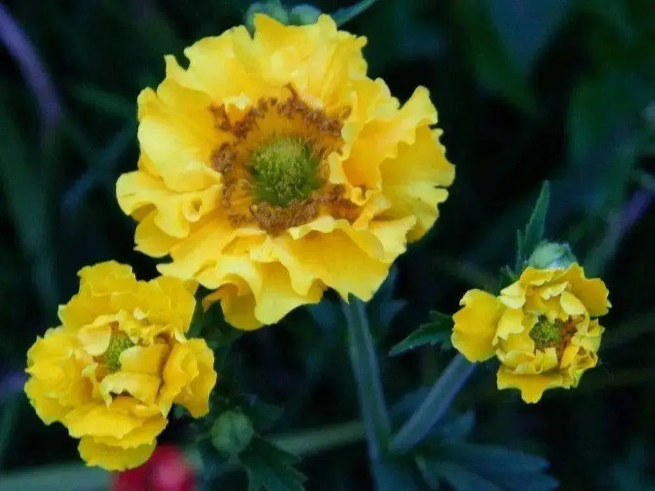 Geum Seeds - Avens Lady Stratheden,BRIGHT Yellow Perennial flowers - Caribbean garden seed