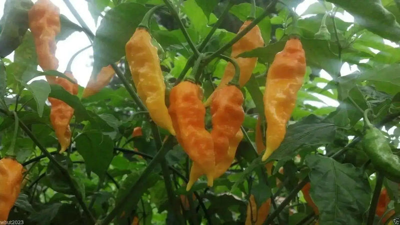 Ghost Pepper SEEDS, Yellow Bhut Jolokia ,Capsicum Chinense -VERY HOT - Caribbean garden seed