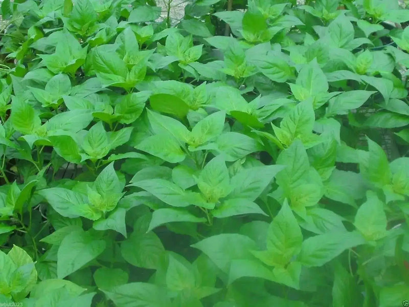 Ghost Pepper SEEDS, Yellow Bhut Jolokia ,Capsicum Chinense -VERY HOT - Caribbean garden seed