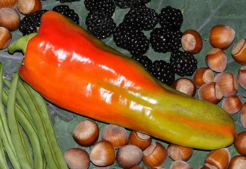 Giant Aconcagua Pepper Seeds-  Capsicum annuum-Sweet Pepper - Caribbean garden seed