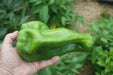Giant Aconcagua Pepper Seeds-  Capsicum annuum-Sweet Pepper - Caribbean garden seed