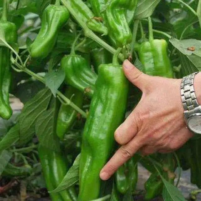 Giant Aconcagua Pepper Seeds-  Capsicum annuum-Sweet Pepper - Caribbean garden seed