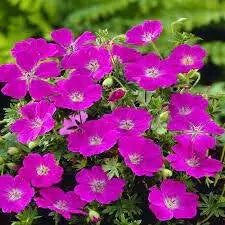 Geranium ‘sanguineum’  (BAREROOT) PERENNIAL flowers vine - Caribbean garden seed
