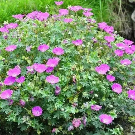 Geranium ‘sanguineum’  (BAREROOT) PERENNIAL flowers vine - Caribbean garden seed