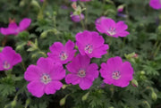 Geranium ‘sanguineum’  (BAREROOT) PERENNIAL flowers vine - Caribbean garden seed