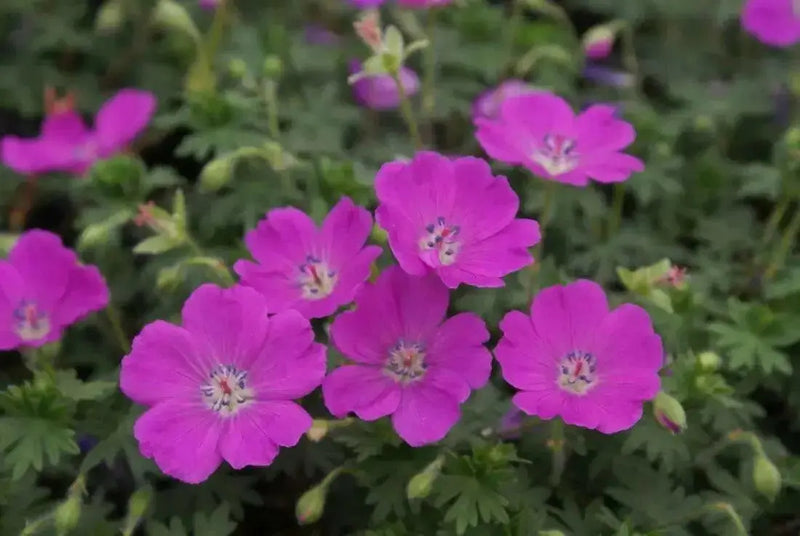 Geranium ‘sanguineum’  (BAREROOT) PERENNIAL flowers vine - Caribbean garden seed