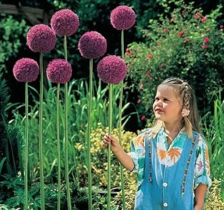 GIANT Allium Bulbs - "Gladiator" Perennials - Caribbean garden seed