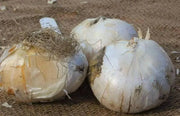GIANT Allium Bulbs - "Gladiator" Perennials - Caribbean garden seed
