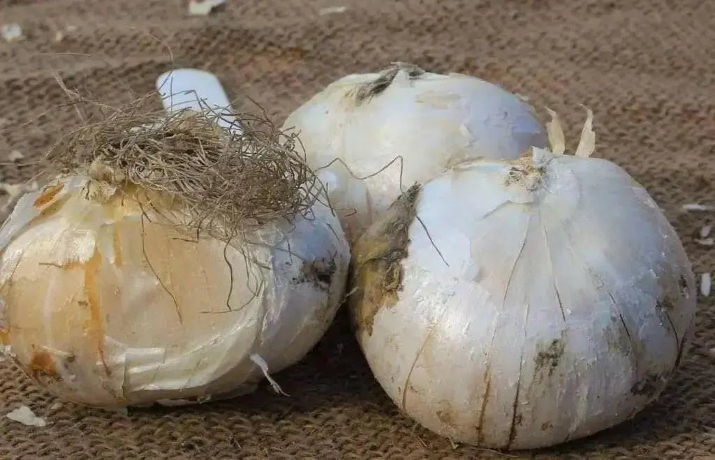 GIANT Allium Bulbs - "Gladiator" Perennials - Caribbean garden seed