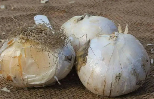 GIANT Allium Bulbs - "Gladiator" Perennials - Caribbean garden seed