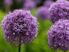 GIANT Allium "Gladiator" Perennials Bulbs, Returns year after year - Caribbean garden seed