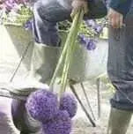 GIANT Allium Bulbs - "Gladiator" Perennials - Caribbean garden seed