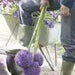 GIANT Allium Bulbs - "Gladiator" Perennials - Caribbean garden seed