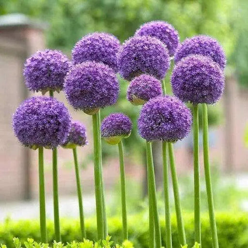 GIANT Allium "Gladiator" Perennials Bulbs, Returns year after year - Caribbean garden seed